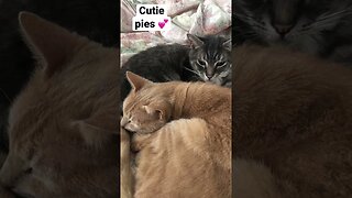 Cute cats