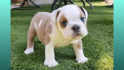 Bulldog Puppies compilation / Funny animal videos & Cute dog moments