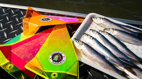 How To Catch SPRING SALMON Trolling With Herring & Flashers