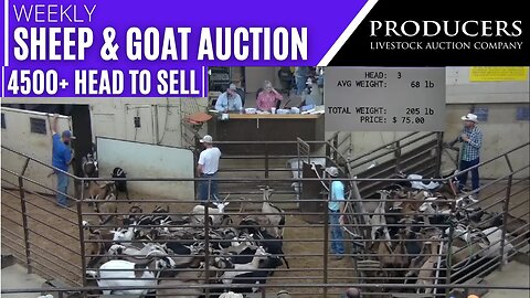 9/5/2023 - Producers Livestock Auction Company Sheep & Goat Auction