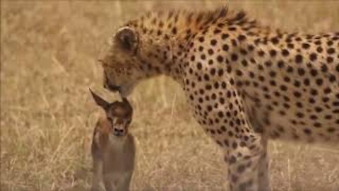 Hidden camera captures deer playing with tiger