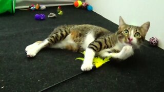 Funny Cat Is Happy to Play