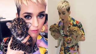 Katy Perry’s Lion Selfies ‘Cruel,’ Says Animal Protection Organization