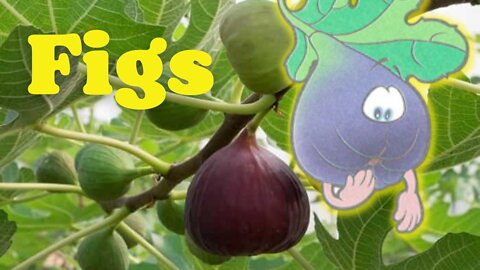 15 interesting facts about FIGS