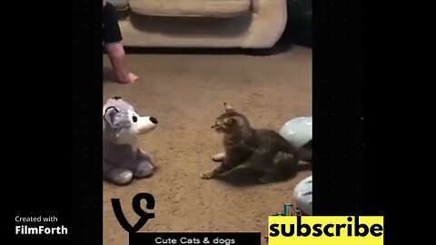 The Funniest Cat Compilation Ever! #7 funny cats and dogs Funny cat funny animals funny dogs trend