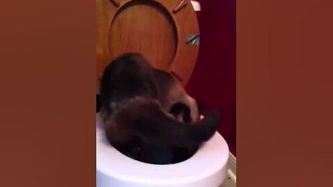 Toilet training exotic cat Boston 5 months in...