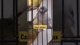 Canari-oiseau