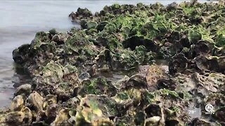 Oyster beds helping to restore Indian River Lagoon