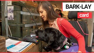 Assistance dog helps young disabled woman pay for shopping!