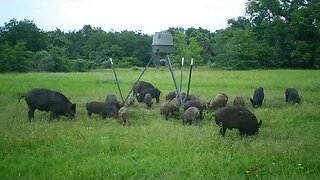 The three little (dead) pigs. #agriculture #feralhogs #invasivespecies #wildboar #thermalhunting