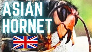 ASIAN HORNETS NEST IS HUGE!!! FACTS about Asian Hornets. The truth about Asian Hornets...