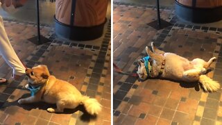 Pup Hysterically Refuses to Continue His Walk