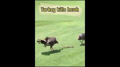 When the hawk tries to eat a turkey #shorts