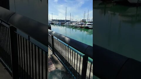 Viaduct Harbour Auckland City. My daily commute (3)