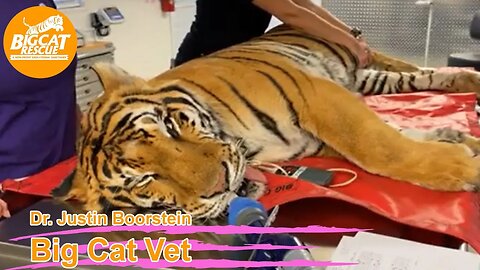 Big Cat Vet- Big Cat Rescue LIVE Q&A with Brittany at Big Cat Rescue 01 18 2023 Simba tiger