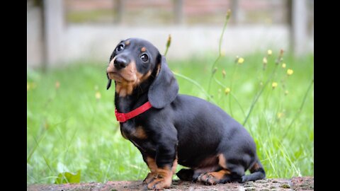 sausage dog cut 2021