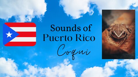 The Coqui | White Noise | Sounds of Puerto Rico | Sonidos de Puerto Rico