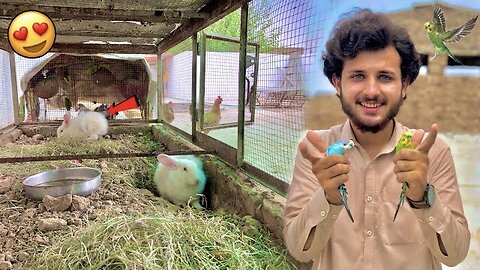 New Parrots Le Aye 😍 Or Rabbits ne Khudai Start Kardi 🥰