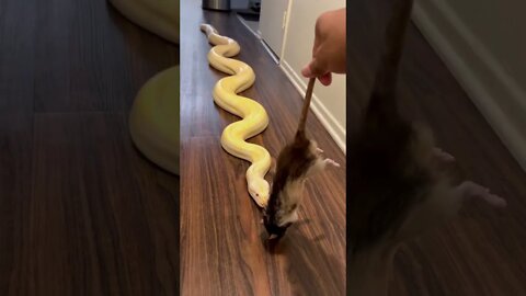 My Powerful GIANT Burmese Python Grabs A Big Rat! 🐀 🐍