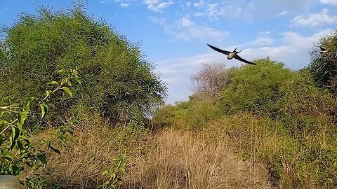 Relaxing: Bird Flight Video : Nature : ASMR (maybe)