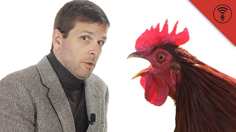 Stuff You Should Know: Don't Be Dumb: Mike, the Headless Chicken Was Real