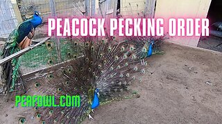 Peacock Pecking Order, Peacock Minute, peafowl.com