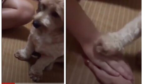 companionable doggy gives hand in obedient manner