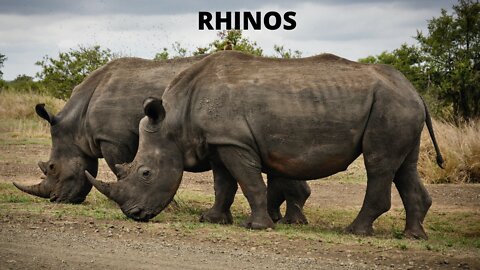 Rhino strength and refreshing music