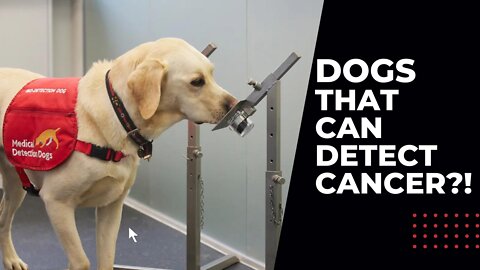 Dogs Can Detect Cancer!?