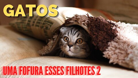 GATOS FILHOTES 2