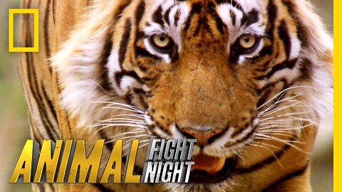 Mortal Combat (Full Episode) | Animal Fight Night