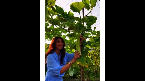 Shilpa Shetty Plucks Bottle Gourd for Cooking Meal