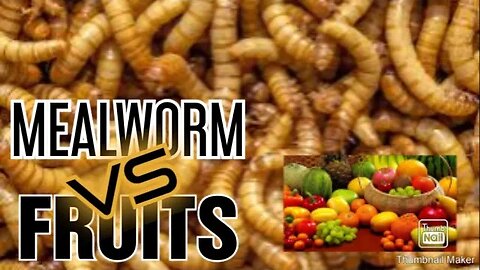 EXPERIMENT WITH MEALWORM VS FRUITS. Ulat VS Buah2.an