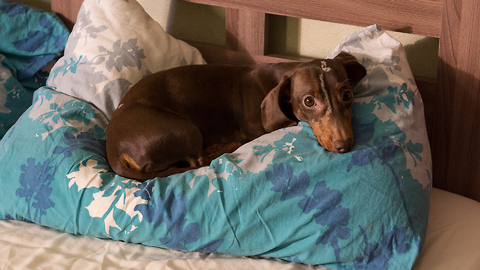 Dachshund meticulously prepares pillow for bedtime