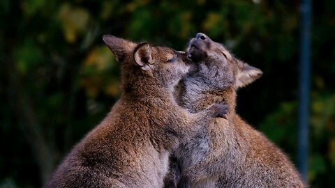 Kangaroos snuggling each other