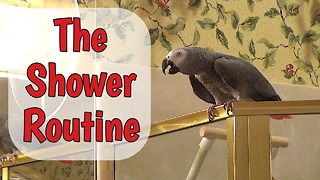 Parrot performs necessary task before taking shower