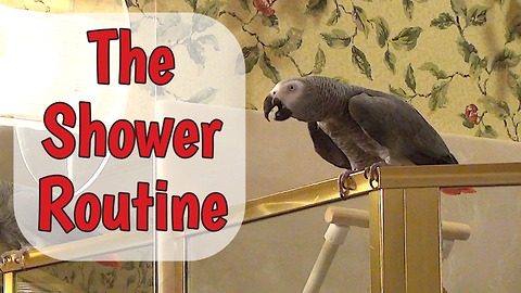 Parrot performs necessary task before taking shower