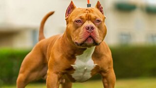 American Bully 101 Everything You Need to Know | Bully's From UK