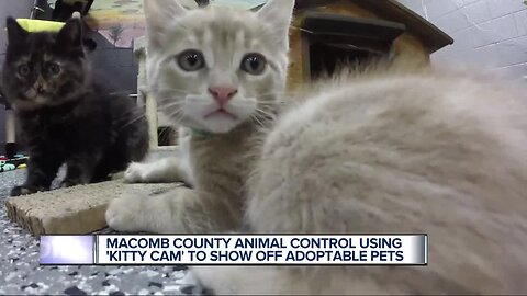 Want to watch kittens do adorable things all day? Now you can with Macomb County's 'Kitty Cam'