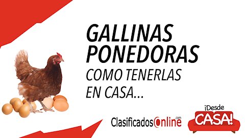 Cómo tener gallinas ponedoras en tu hogar...