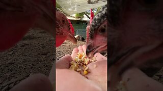 Grain Munchies! Chickens love to be Hand Fed!!