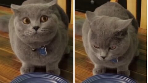 Cat doesn't finish vegetables