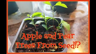 Preview: How to Grow Fruit Trees From Seed