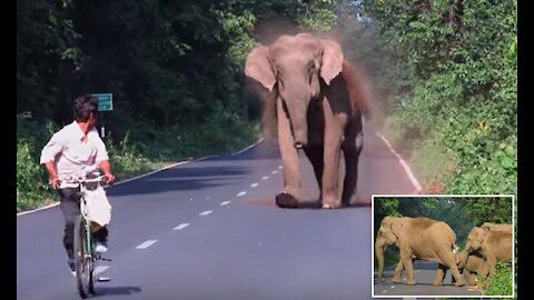 Elephant Attack To The Cycle Rider