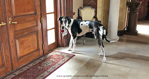 Funny Great Dane Pounces On His Squeaky Mouse