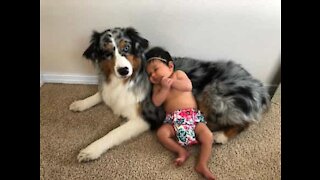 Dog is introduced to his younger sister: the family's newborn baby!