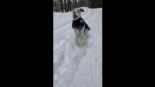 Dog exited for snowstorm