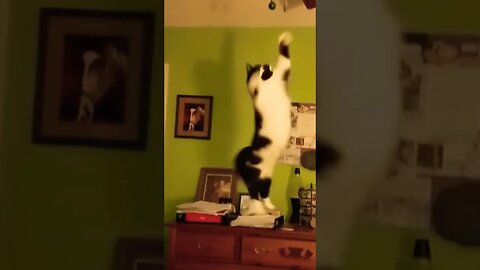 Sped Ed Cats! 💀 | Best Cat Fail Videos! #shorts#cats#entertainment#comedy#compilation