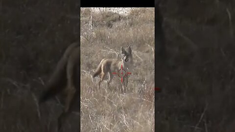 Hunting Coyotes #shorts #dog #animals #hunter #213