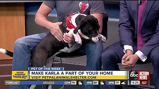 Pet of the week: Karla loves giving kisses and will cuddle for treats
